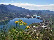 Monte Barro ad anello ‘fiorito’ da Galbiate-17apr23